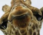 Лицо жирафа